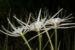 Godfreyi's spider-lily